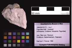 Foto (Objekt + Etiketten) von Paguridae indet. (NHMW-GEO-1990-0041-0172)